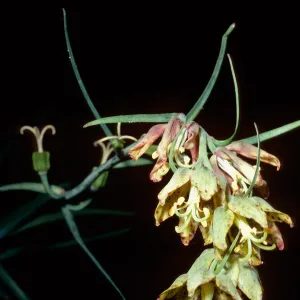 Fritillaria lanceolata, Nineteen Oaks Trail, Santa Ynez Valley, Los Padres National Forest, Santa Barbara County
