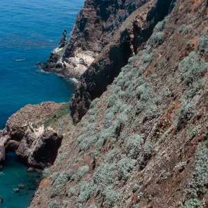 Eriophyllum, Santa Barbara Island