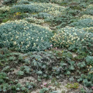 Astragalus miguelensis, West end of Cuyler Harbor, San Miguel Island