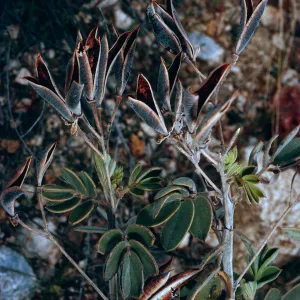Cassia covesii, Morteros site, Blair Valley, Anza Borrego State Park, San Diego County