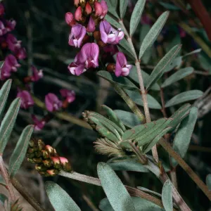 Astragalus, Blair Valley, Anza Borrego State Park, San Diego County