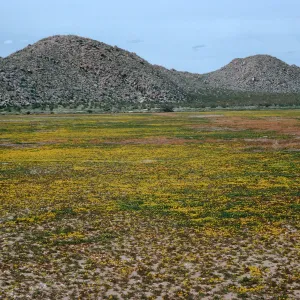 Lepidium flavum, #4878, Little Blair Valley, Anza-Borrego State Park, San Diego County