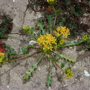 Lepidium flavum, #4878, Little Blair Valley, Anza-Borrego State Park, San Diego County