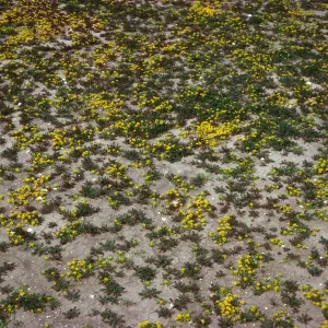 Lepidium flavum, #4878, Little Blair Valley, Anza-Borrego State Park, San Diego County