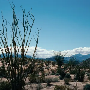 Bow Willow area, Anza-Borrego State Park, San Diego County