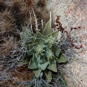 Dudleya (liveforevers), Ghost Mountain, Anza-Borrego State Park, San Diego County