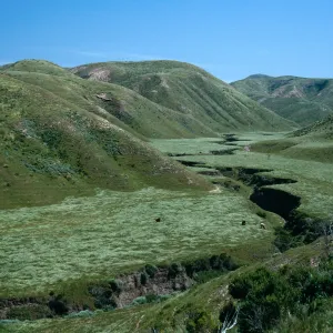 Cañada Verde, Santa Rosa Island