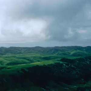 Torrey Pines, Santa Rosa Island