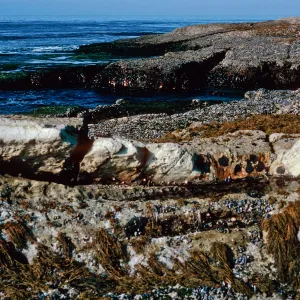 tide pools, East Point, Santa Rosa Island