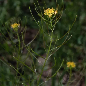 Sisymbrium irio, Santa Barbara Botanic Garden
