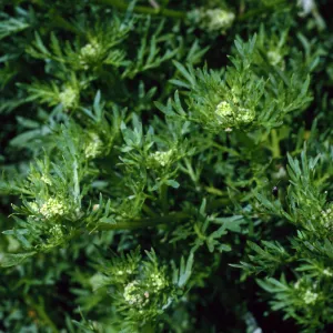 Coronopus didymus, Santa Barbara Botanic Garden