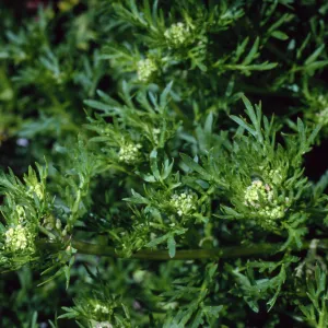 Coronopus didymus, Santa Barbara Botanic Garden