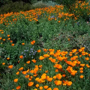 Eschscholzia californica, Santa Barbara Botanic Garden