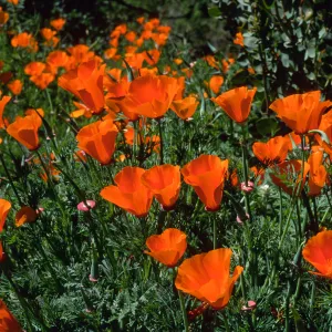 Escscholzia californica, Santa Barbara Boranic Garden