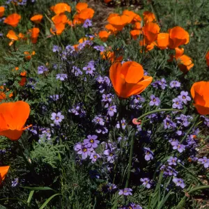 Escscholzia californica, Santa Barbara Boranic Garden