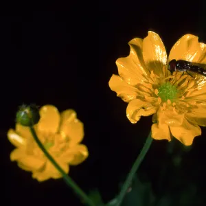 Uncaptioned slide, likely SBBG