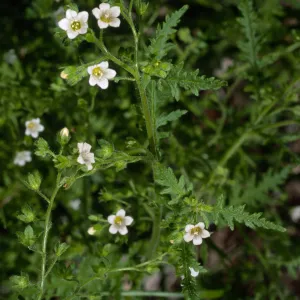 Uncaptioned slide, likely SBBG