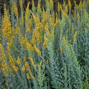 Solidago californica, Santa Barbara Botanic Garden