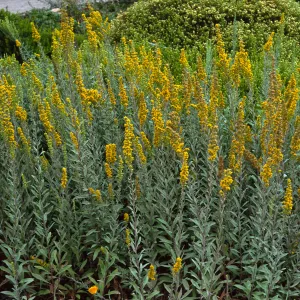 Solidago californica, Santa Barbara Botanic Garden