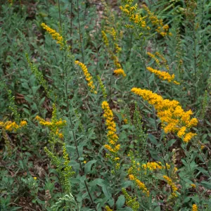 Solidago californica, Santa Barbara Botanic Garden