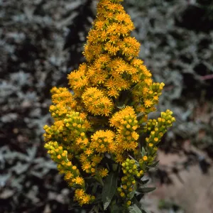 Solidago californica, Santa Barbara Botanic Garden