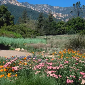 meadow, Santa Barbara Botanic Garden