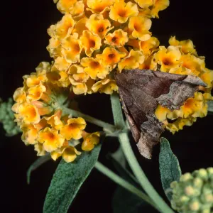 Buddleia Sunset Gold & moth, Santa Barbara Botanic Garden