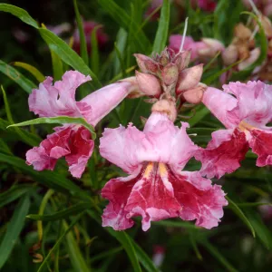 Chilopis linearis, Santa Barbara Botanic Garden