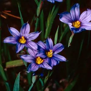 Sisyrinchium bellum, Island Section, Santa Barbara Botanic Garden