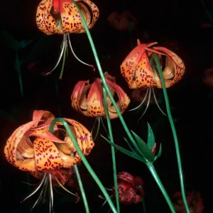 Lilium pardalinum, below lower Bear Camp, Sisquoc River, Santa Barbara county