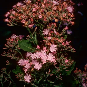 Munzothamnus blairii, Island Section, Santa Barbara Botanic Garden