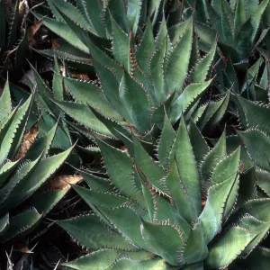 Agave shawii, Desert Section, Santa Barbara Botanic Garden