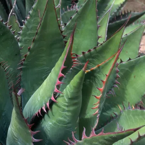 Agave shawii, Desert Section, Santa Barbara Botanic Garden