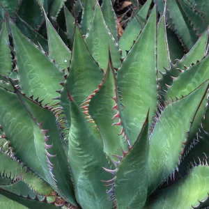 Agave shawii, Desert Section, Santa Barbara Botanic Garden