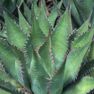 Agave shawii, Desert Section, Santa Barbara Botanic Garden