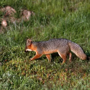 Island Fox, East of Christy Ranch, Santa Cruz Island