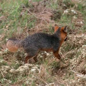 Island Fox, East of China Pines, Santa Cruz Island