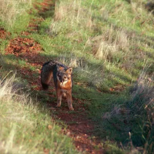 Island Fox, South Ridge Road, Santa Cruz Island