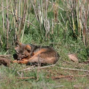 Island fox, West of ranch airstrip, Santa Cruz Island