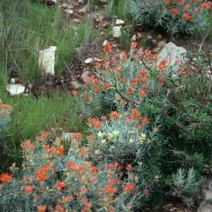 Castilleja hololeuca, offshore side of Sandstone Point, Santa Cruz Island