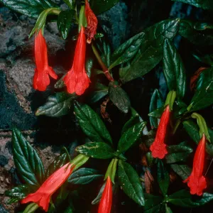 Mimulus flemingii, Prisoners Harbor, Santa Cruz Island