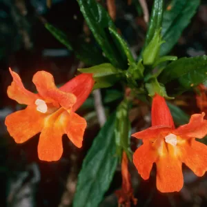 Diplacus longiflorus x parviflorus, Islay Canyon, Santa Cruz Island