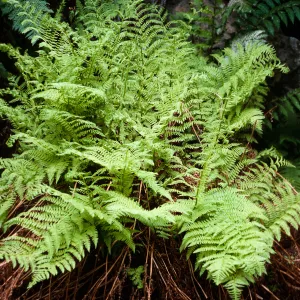 Athyrium, Tinkers Canyon, Santa Cruz Island