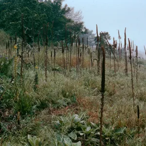 Verbascum thapsus, near China Pines, Santa Cruz Island