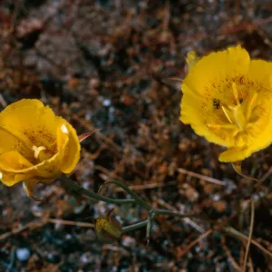 Calochortus luteus, road to Coches Prietos, Santa Cruz Island