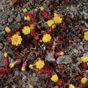 Malacothrix indecora, Black Point, Santa Cruz Island