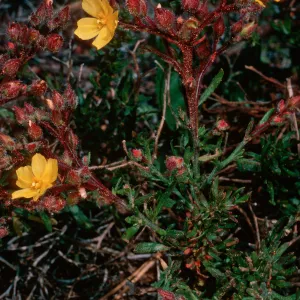 Helianthemum greenei, Christy Pines, South Ridge Road, Santa Cruz Island