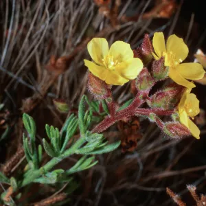 Helianthemum greenei, Christy Pines, Santa Cruz Island