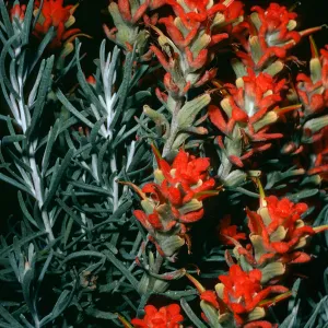 Castilleja hololeuca, offshore side, West of Sandstone Point, Santa Cruz Island