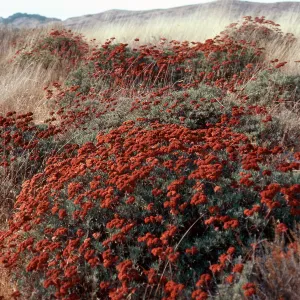 Eriogonum arborescens, road to Lagunitas Secas, Santa Cruz Island